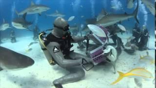 Shark Dive with Stuart Cove's in Nassau Bahamas