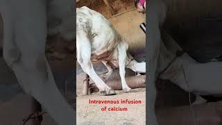 intravenous fluids in jugular vein of a cow#animals short#gorur shirate saline#cow videos