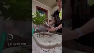 #спатифиллум