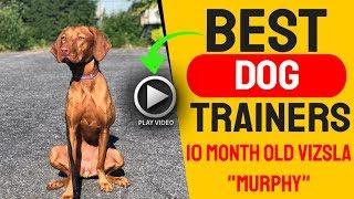 Green Lane Dog Trainers ||| OLK9 Lehigh Valley ||| 10 Month Old Vizla, Murphy