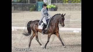 Learn All about the Morgan Horse