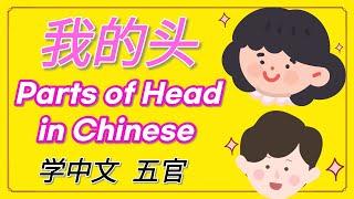 学中文-我的头 | Parts of Head in Mandarin Chinese | 汉语-五官 | Vocabulary & Sentences of My Head in Chinese