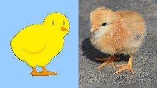 Farm Animals Sounds for Children | Learn Farm Animal Sounds