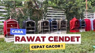 Perawatan harian cendet supaya cepat gacor