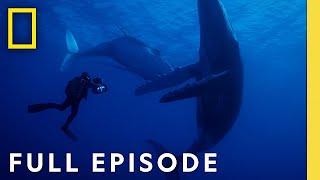 Behind the Scenes of Incredible Animal Journeys (Full Episodes) | National Geographic