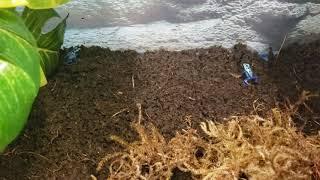 Blue Azureus Arrow Frogs eating fruit flies