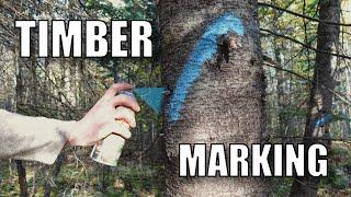 Marking Timber for Harvest