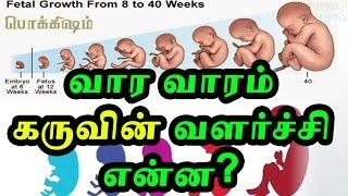 வார வாரம் கருவின் வளர்ச்சி என்ன? |  Fetal development week by week | Tamil Pokkisham