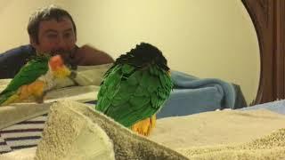 Kumquat, the Caique, and the Mirror