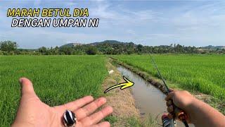 Casting Haruan Di Tali Air Sawah Padi Guna Soft Frog 4cm