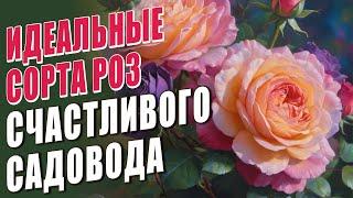 ИДЕАЛЬНЫЕ СОРТА РОЗ СЧАСТЛИВОГО САДОВОДА. РОЗЫ В САДУ. ОБИЛЬНОЦВЕТУЩИЕ И БЕСПРОБЛЕМНЫЕ СОРТА РОЗ.