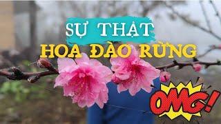 Cách chọn Hoa Đào rừng để chơi tết - Chặt đào rừng mang đi bán nên hay không ?|| A Táo Hà Giang