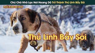 Chú Chó Nhà Vượt Ngàn Chông Gai Nơi Hoang Dã Trở Thành Thủ Lĩnh Bầy Sói || Phê Phim Review