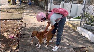 NUESTRA PERRITA NO CAMINA, su PROCESO.La FAMILIA FELIZ VISITA mi CASA en CUBA.RESTAURANTE CUBANO