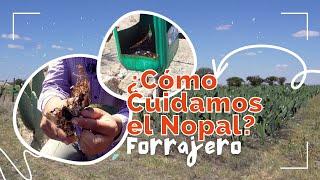 ¿CÓMO CUIDAR EL NOPAL FORRAJERO? | Rancho Cinco Talentos | Nopal Forrajero | Zacatecas