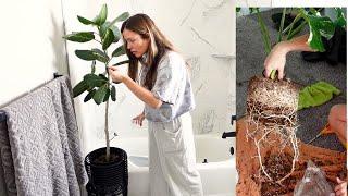 Houseplant Care Routine VLOG! | Indoor Plant Chores! houseplant chores house plant chores