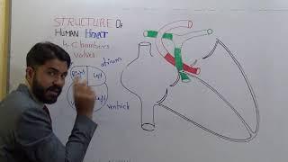 Human Heart structure and Function full explanation with diagram