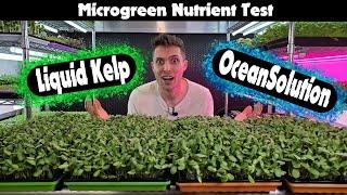 Sunflower Microgreens - Kelp vs OceanSolution - Sea-Nute Test!