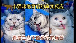 猫咪绝育