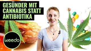 Der Hype um Ganja Chicken & das enorme Potenzial von Cannabis im Kampf gegen Antibiotika – Weedo TV