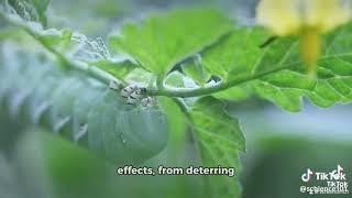 Evolution of Plant Alkaloids as Defense