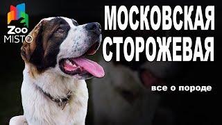 Московская Сторожевая - Все о породе собаки | Собака породы - Московская Сторожевая