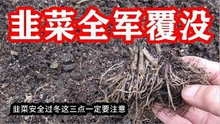 前所未有！今年韭菜居然全被冻死了！如何防止韭菜根被冻死，这几点一定要牢记【种菜养花 - 韭菜种植】