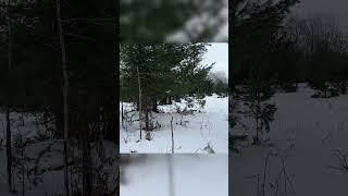 119 Acres | Evart, MI | Century 21 Trophy Class #hunting #michigan #land #realestate #drone #nature