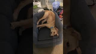 DID HE JUST CHANGE THE CHANNEL ON PURPOSE?!#dog #golden #funny #laugh #fun #reaction #pets #pet