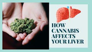 How Cannabis Affects Your Liver