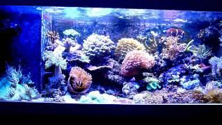 Mein 160 Liter Miniriff Saltwater Reef LED Meerwasser