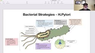 Chip Talks:  Lipopolysaccharides (LPS)