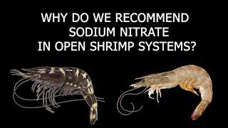 WHY DO WE RECOMMEND NITRATE ONLY AS FERTILIZER (OPEN SYSTEMS)?