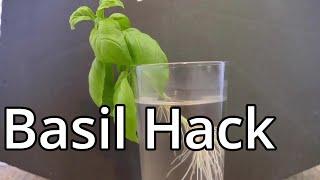 Do This To Make More Basil Plants