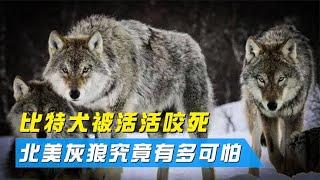 抢劫美洲狮吞食比特犬，北美灰狼组建最强的德鲁伊峰狼群