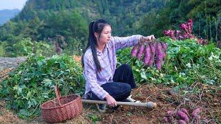 Growing Purple Sweet Potato! It is Bigger than I Expected!