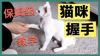 【猫咪训练】每个猫咪都能学会的握手教程