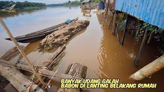 banyak udang galah babon nya di lanting belakang rumah