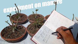 Recover Your Adenium Health dot basecamp`s Experiment with Manure