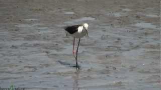 Familie Stelzenläufer unterwegs- Vögel in der Camargue