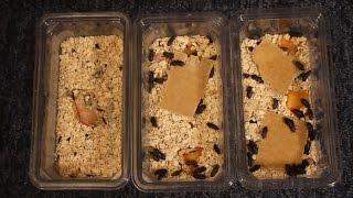 Darkling Beetle Breeding Colony Update