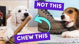 ESSENTIAL Puppy Chews (that save your stuff!)