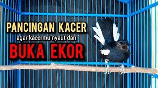 SUARA BURUNG kacer gacor NGEPLONG TARUNG konslet paling AMPUH buat PANCINGAN KACER agar EMOSI