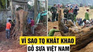 Vì Sao Trung Quốc Đổ Tiền Mua Gỗ Sưa Của Việt Nam?