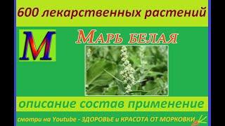 MAR WHITE 600 medicinal plants