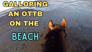 Galloping Ex-Racehorse Bitless & Barefoot On Open Beach | GoPro POV