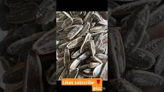 rosted sun flowers seeds eat|salty sunflower seeds|great indian asmr|roasted seeds|shorts