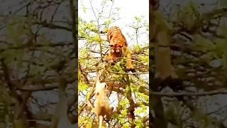 Treetop Showdown: Tiger's Thrilling Hunt for Monkey Prey