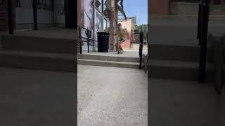 Tailwhip of 2 Stair Scooter #fypシ #scooter #jesus #scootering #viral #skateboard #capcut #blowup