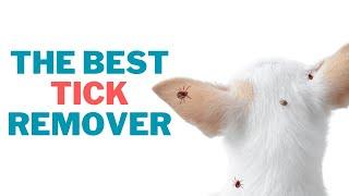 The Best Way To Remove Ticks On Your Dog